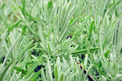 ���ĵ�ѧϰ�ƻ���ȫƪ